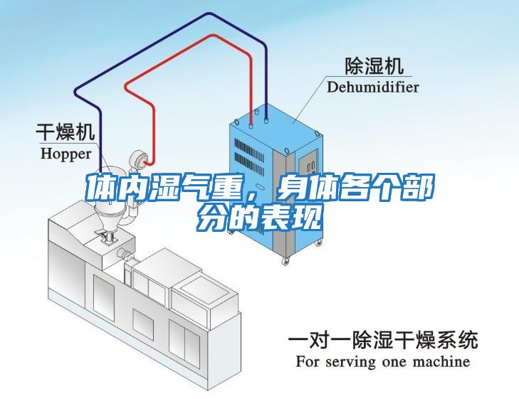 體內濕氣重，身體各個部分的表現