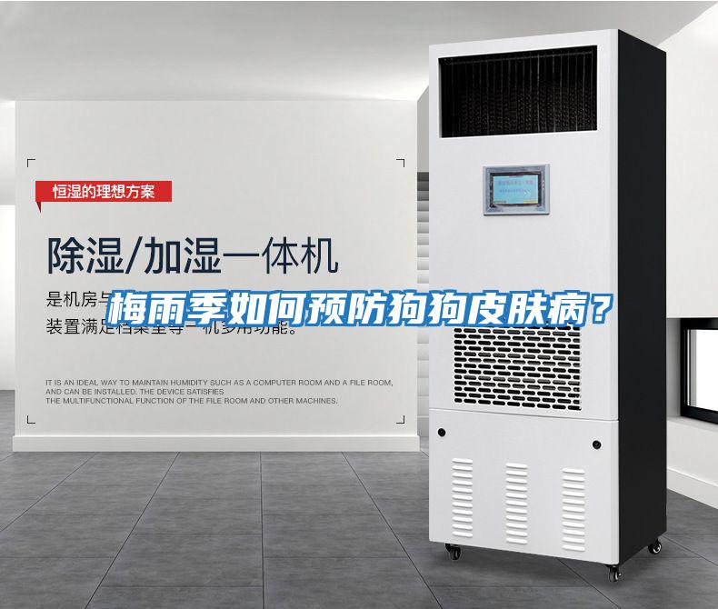 梅雨季如何預防狗狗皮膚??？