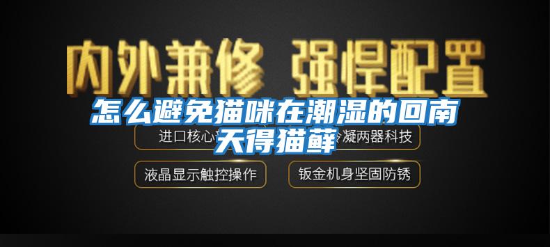 怎么避免貓咪在潮濕的回南天得貓蘚