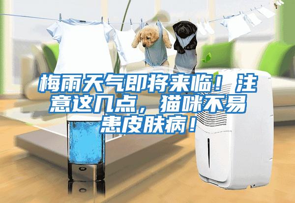 梅雨天氣即將來臨！注意這幾點，貓咪不易患皮膚病！