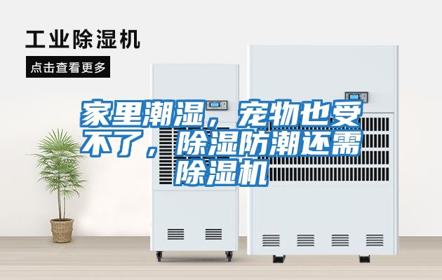 家里潮濕，寵物也受不了，除濕防潮還需除濕機
